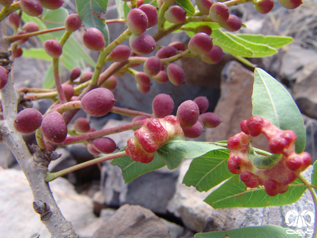 انواع گیاهان خوراکی